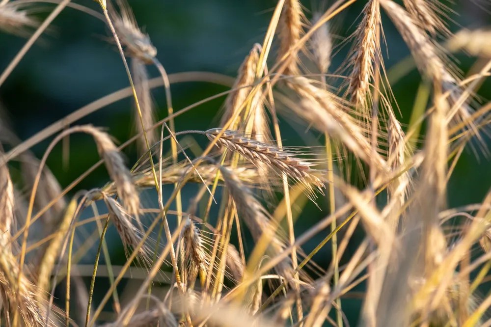 Winter rye blowing in the wind on sunny day.