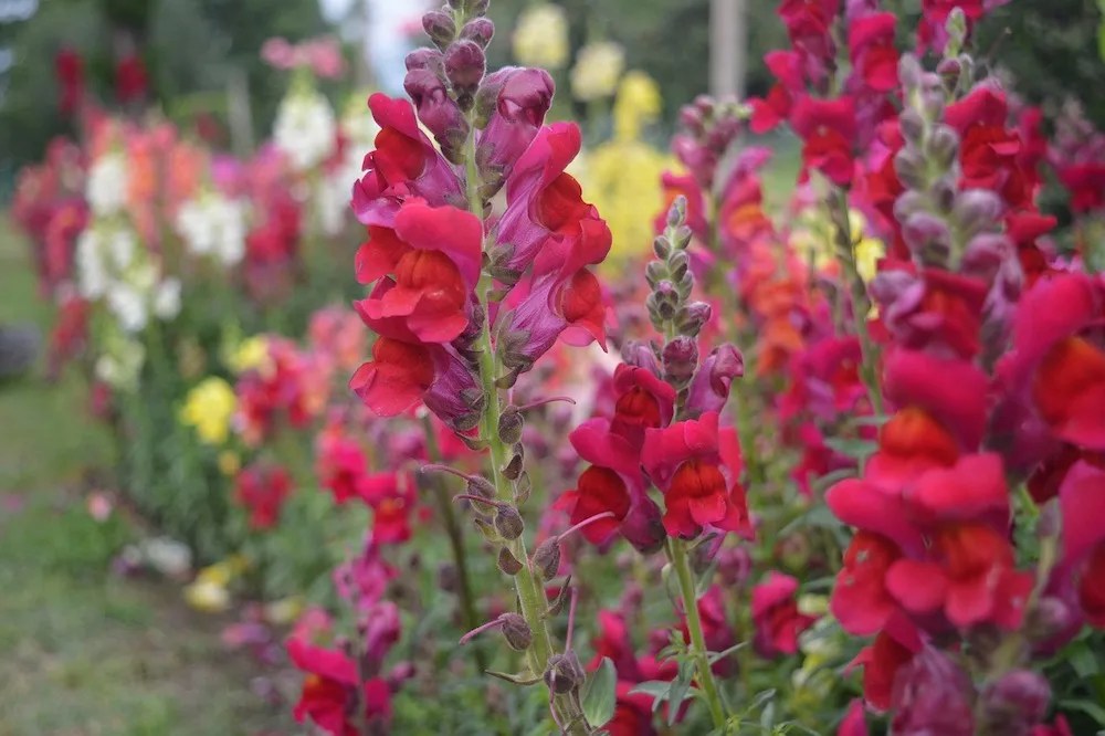 snapdragons