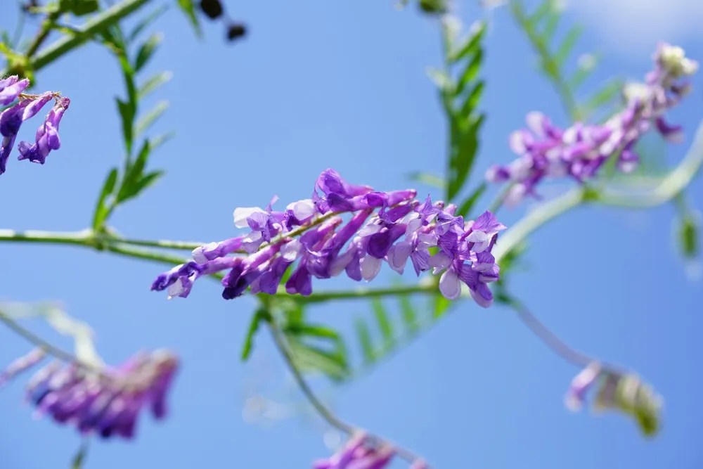 Purple flowers of hairy vetch against blue sky.