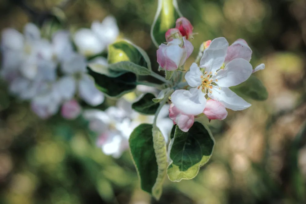 When Should You Fertilize Your Apple Trees?