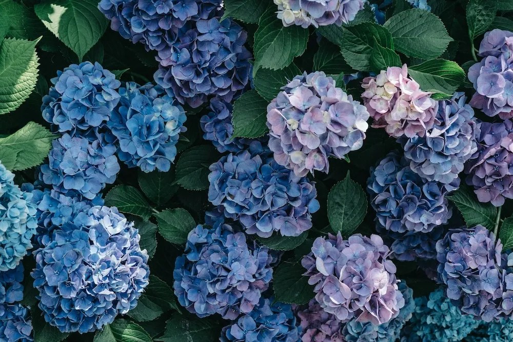 A bunch of blue hydrangeas on the bush