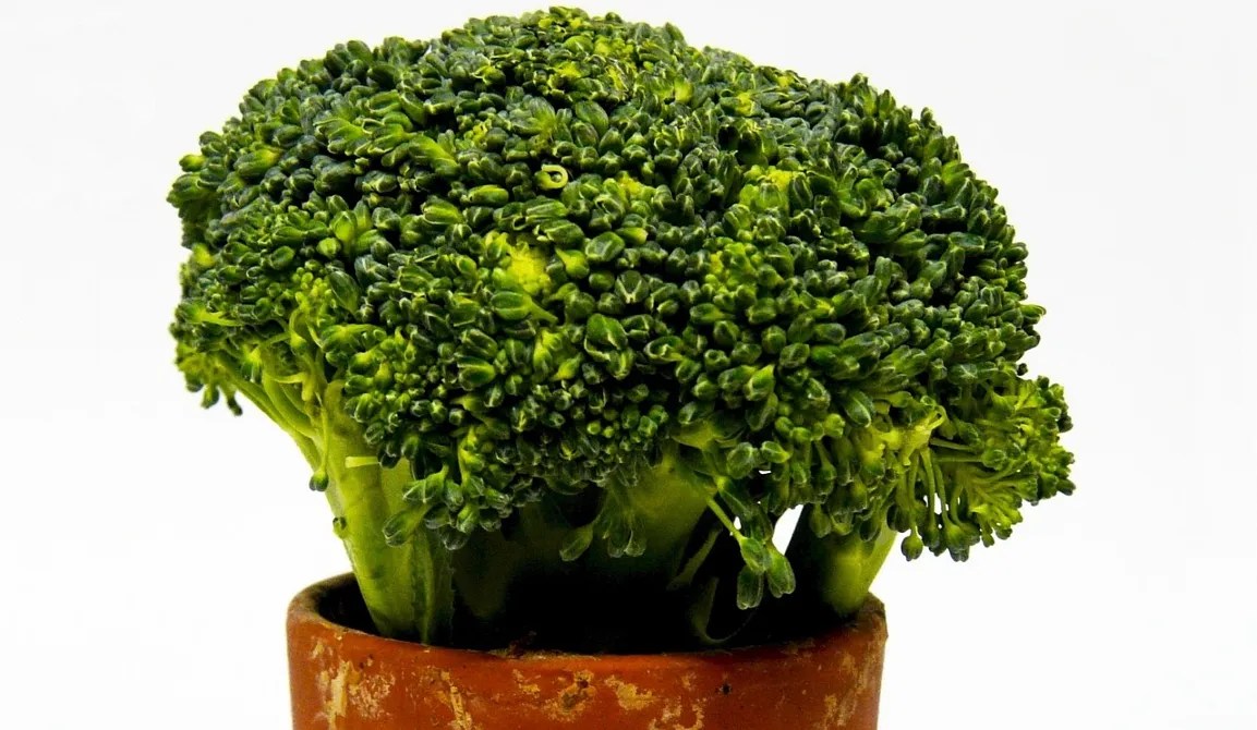 broccoli in terracotta pot