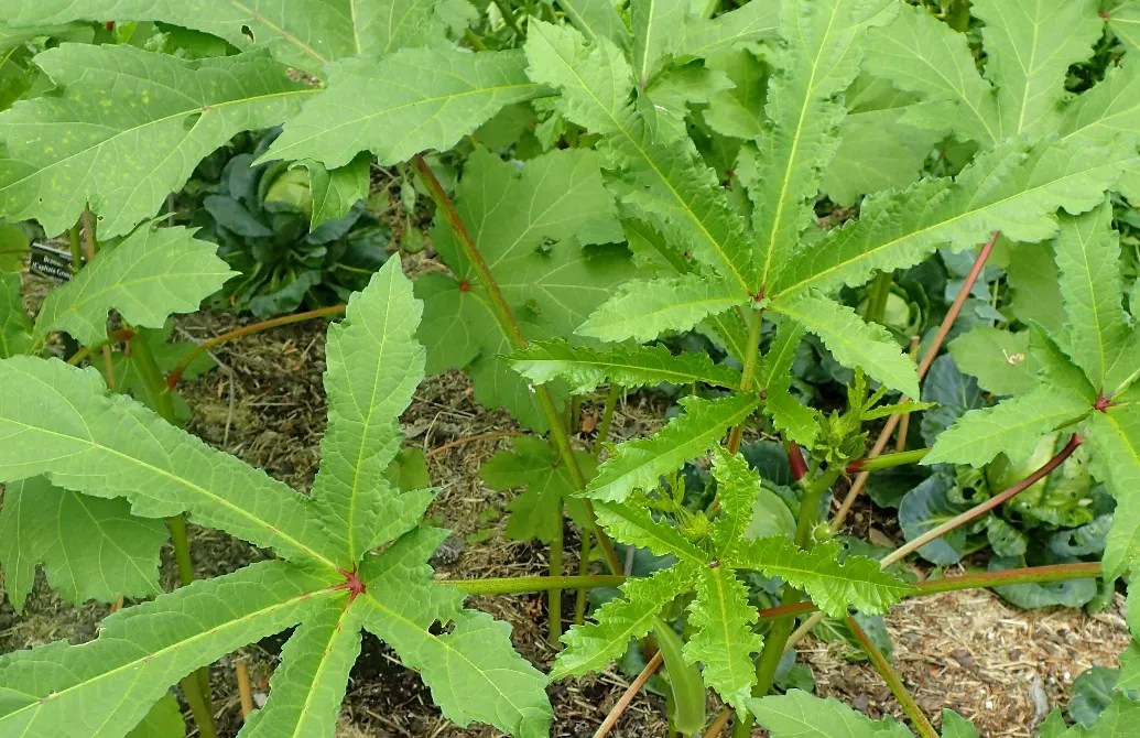 Clemson Spineless Okra plant