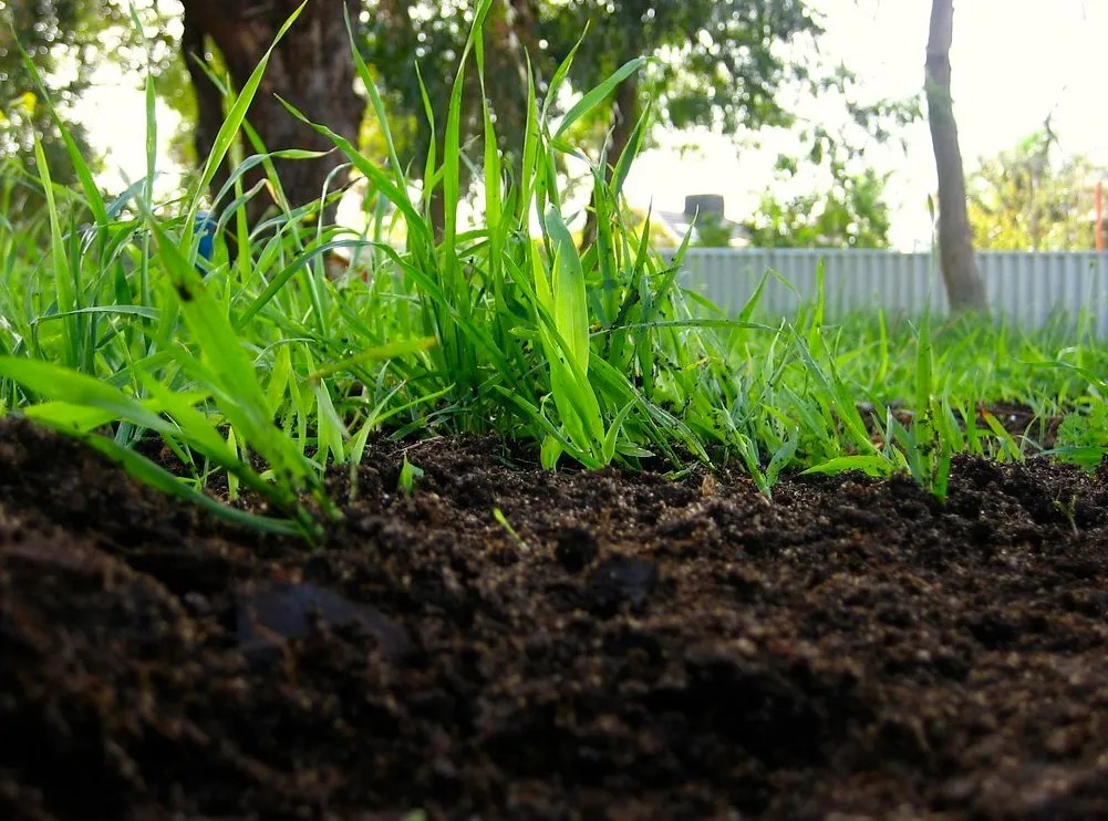 Fresh Compost on the lawn