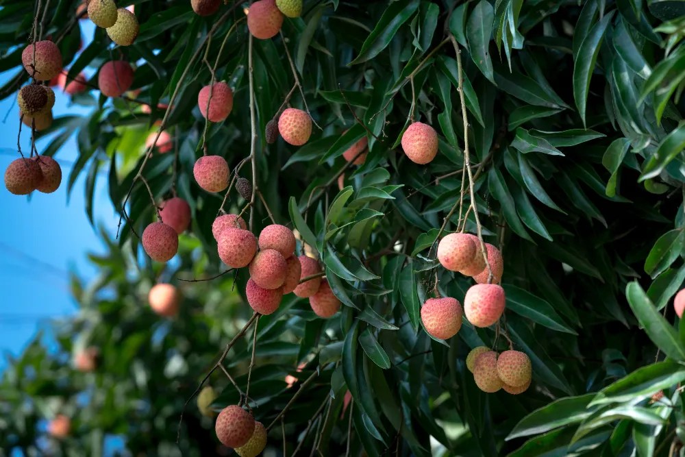 Fruit tree in a garden