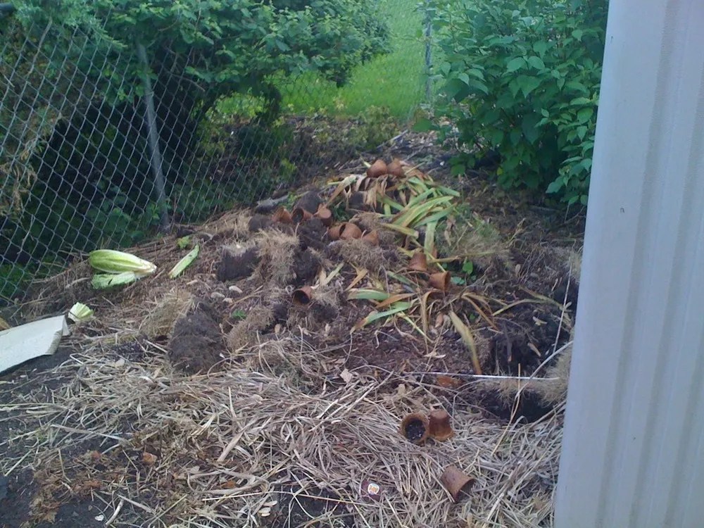 Pile of large compost by a fence and shed