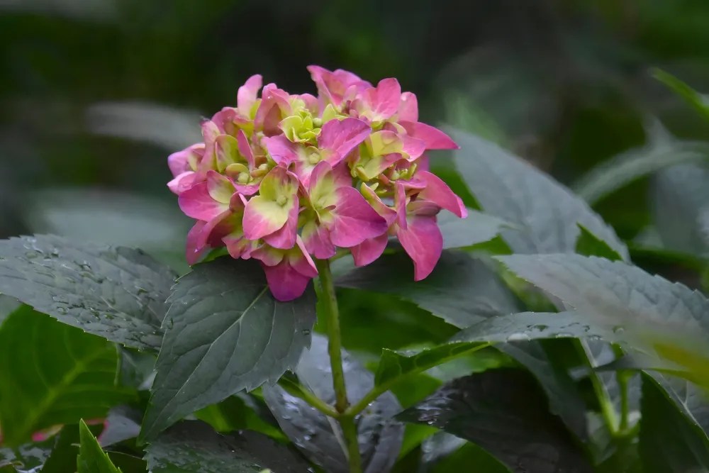 Let&rsquo;s Dance hydrangea