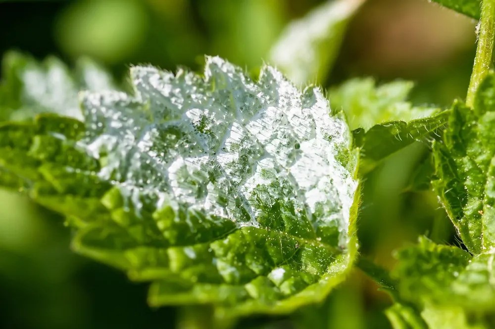 Powdery mildew on a green leaf.