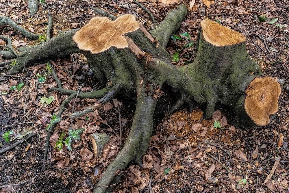 8 Ways to Kill a Tree Stump