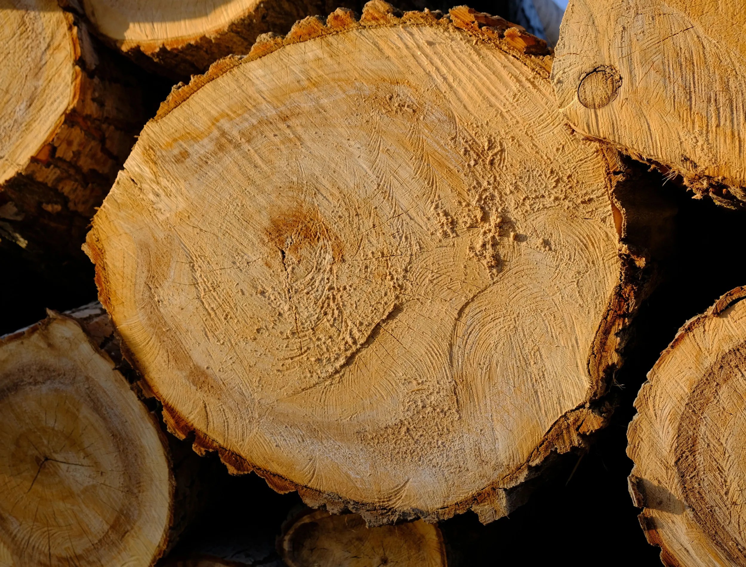 Everything You Need To Know About Burning Poplar Firewood