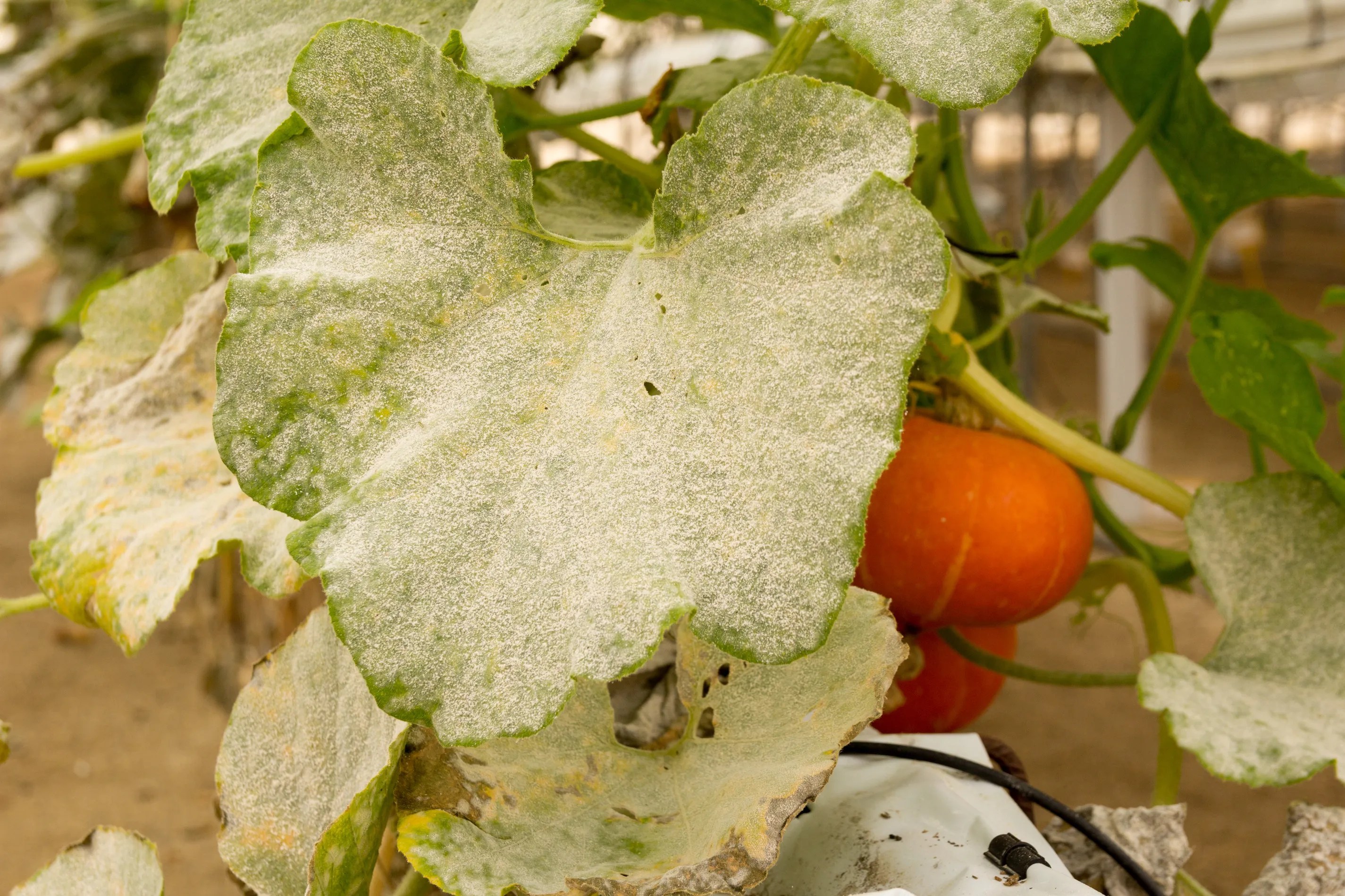 Powdery mildew on pumpkin leaf with a pumpkin in the background