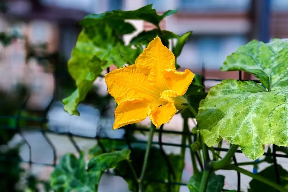 Zucchini flower with squash bugs on leaves and petal.