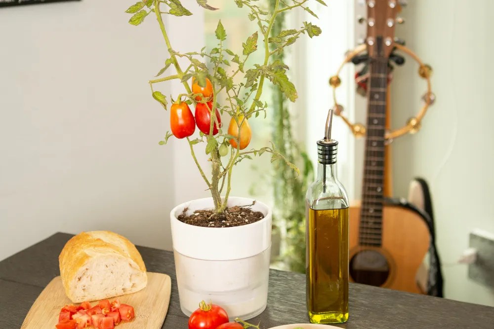 Tomato plant on dining table