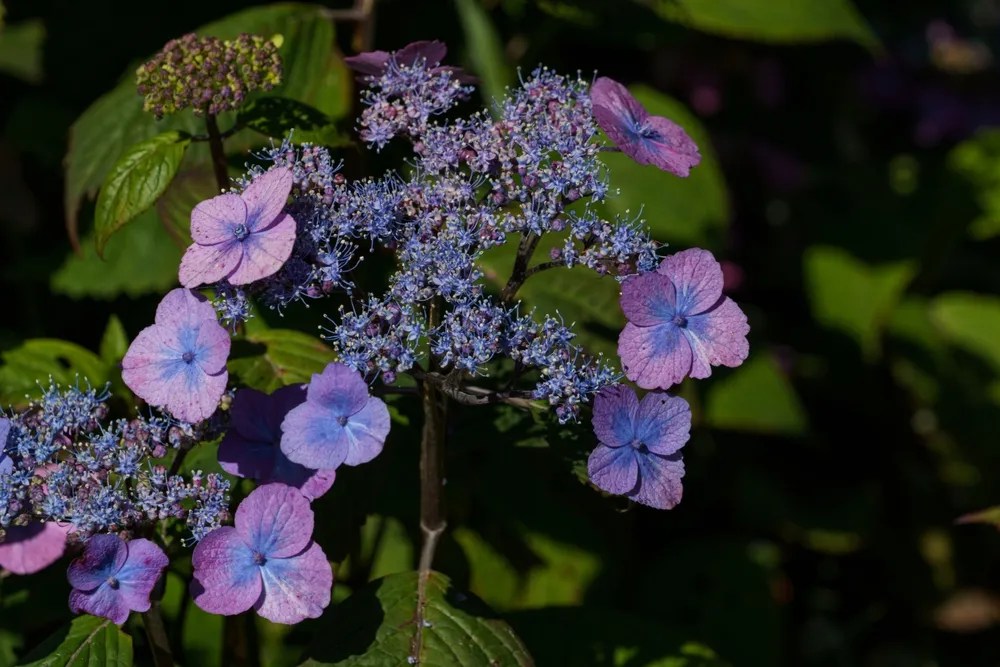 Tuff Stuff hydrangea