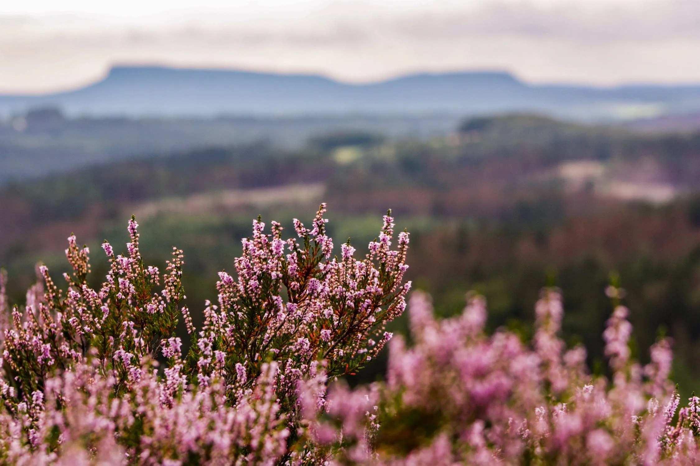 Calluna vulgaris field