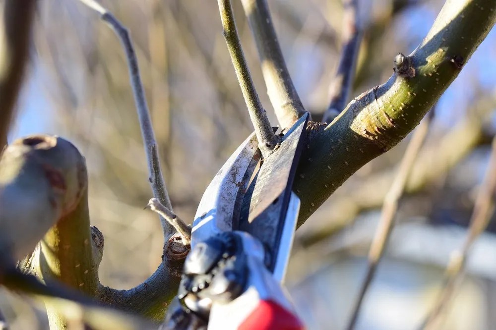 pruning tree branch