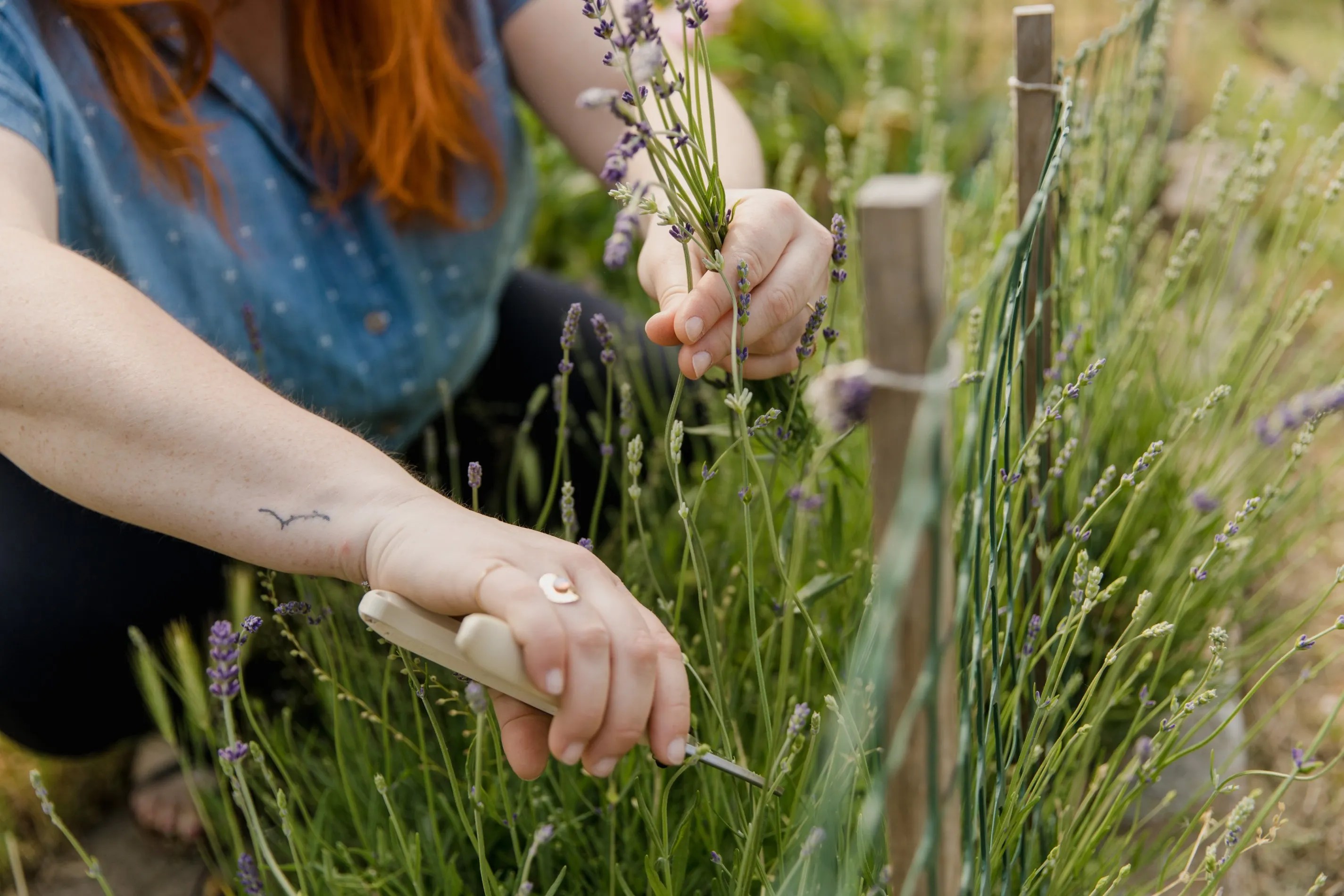 pruning lavender