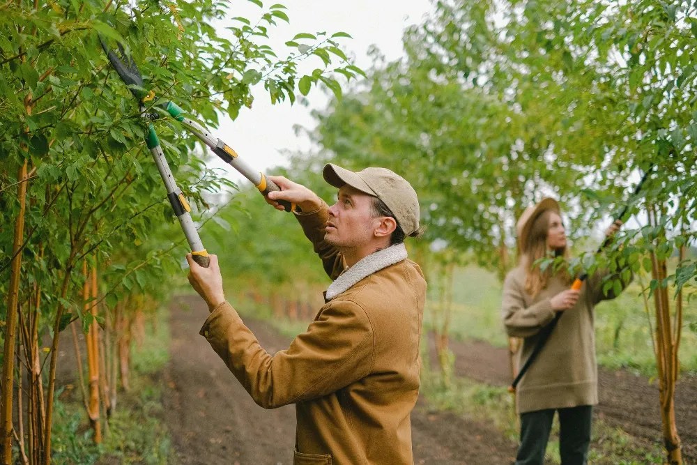 two people pruning trees
