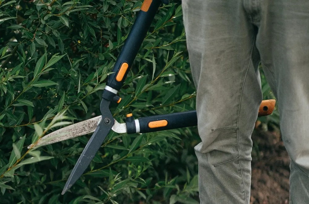 someone holding pruning shears