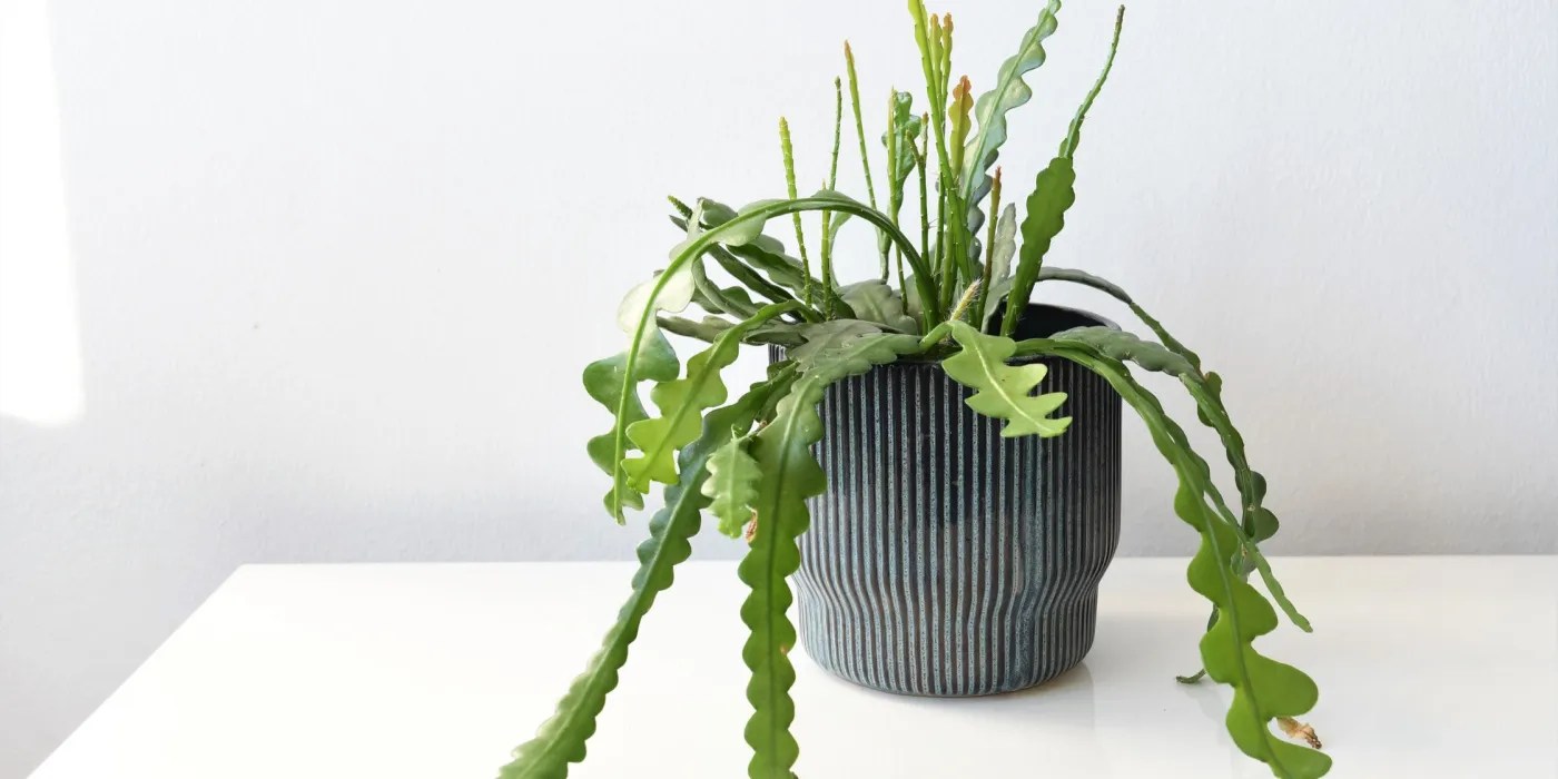Fishbone cactus on a white table
