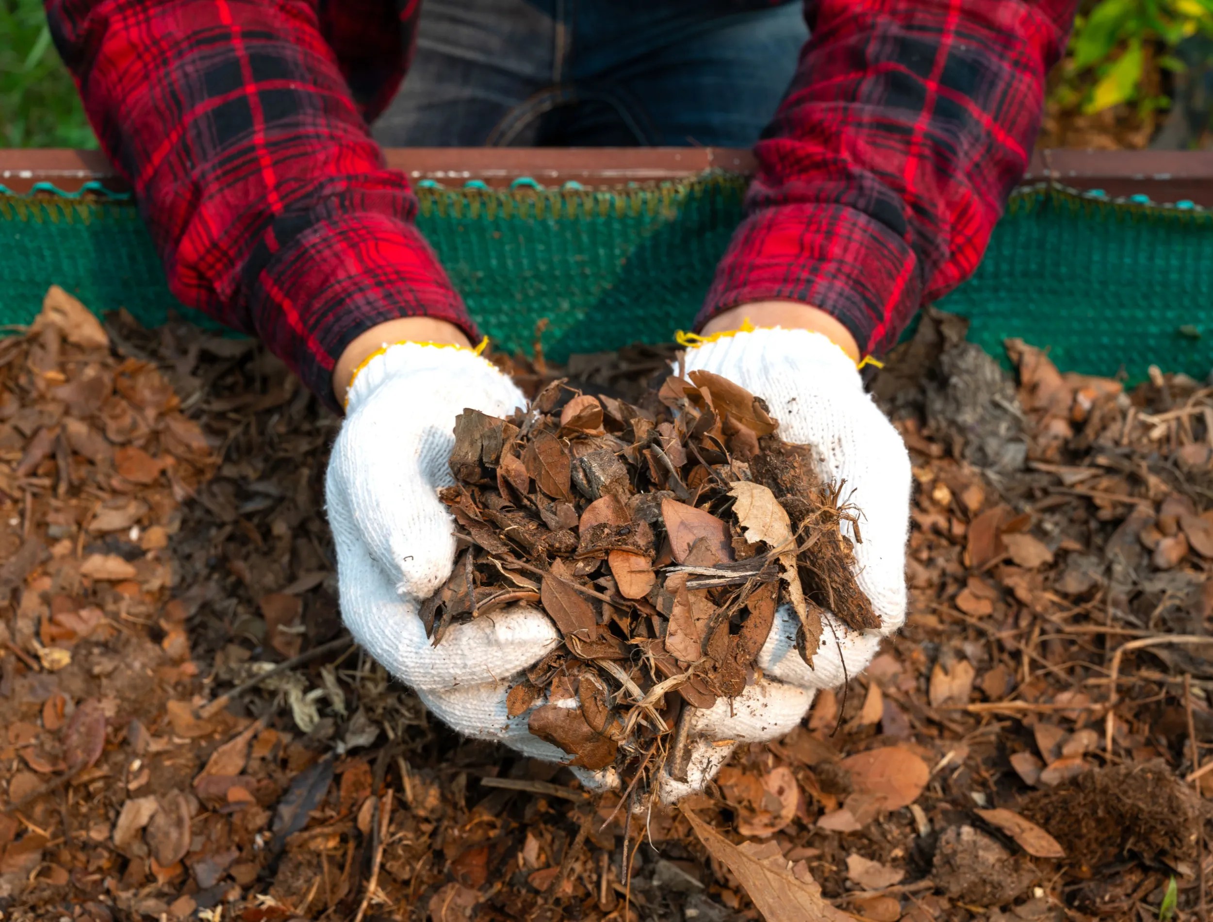 gardner holding leaf compost