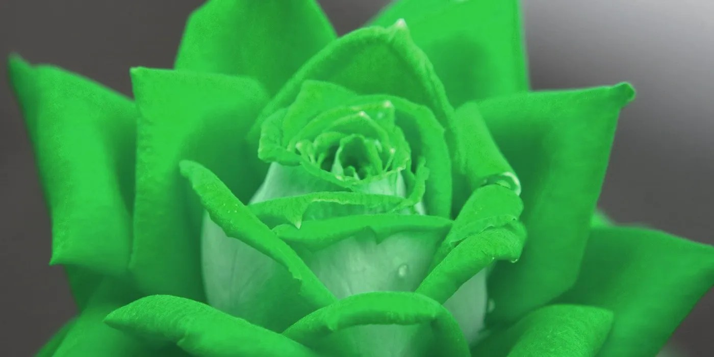 An image of green rose