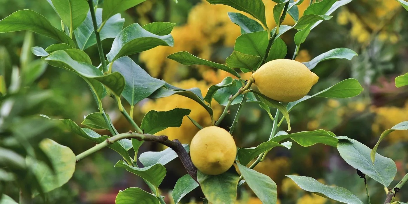Lemon tree