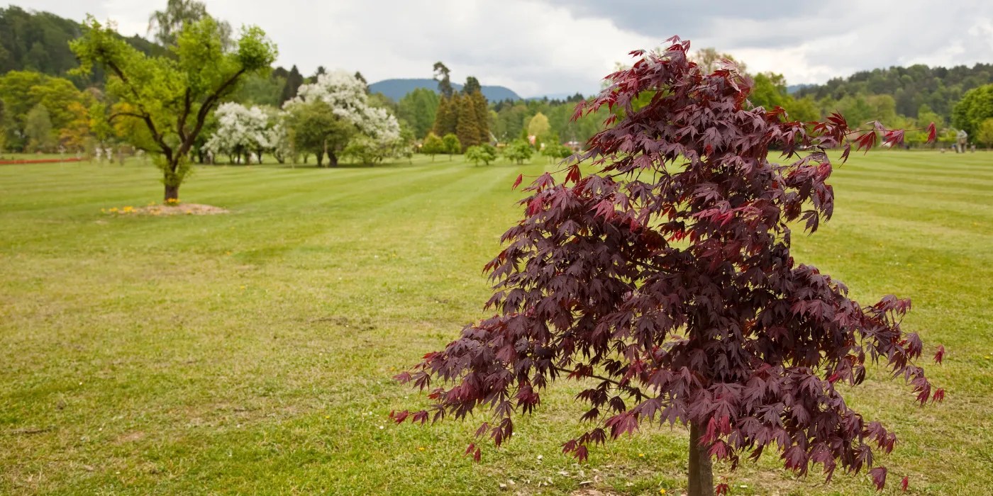 Maple Tree in a Field