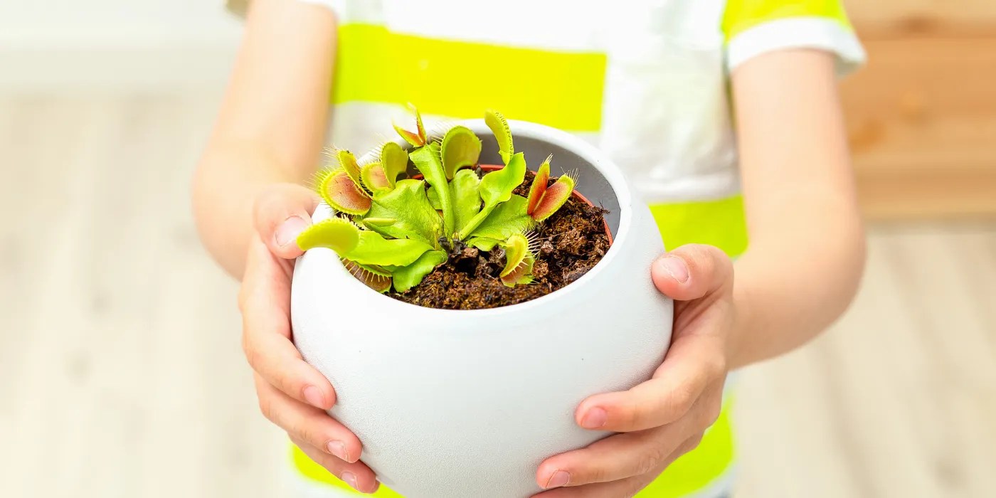 Boy holding a potted Venus flytrap