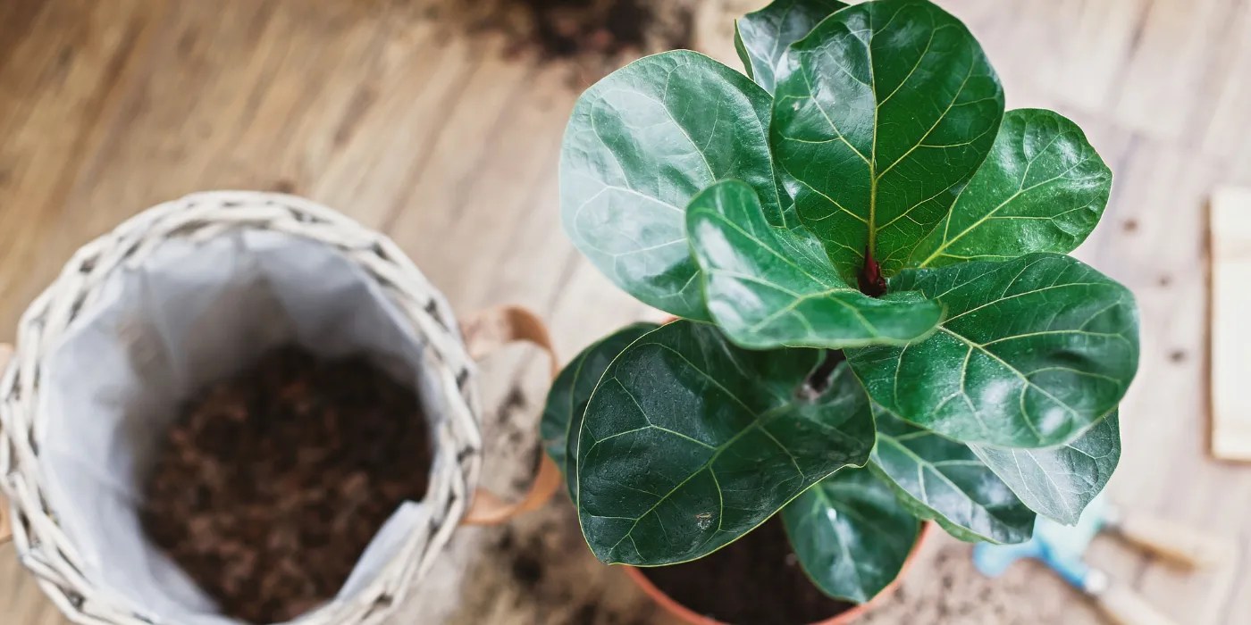 Repotting a fiddle leaf fig