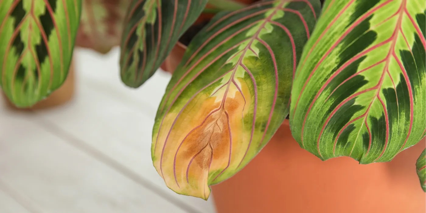 Lemon lime prayer plant with brown leaf