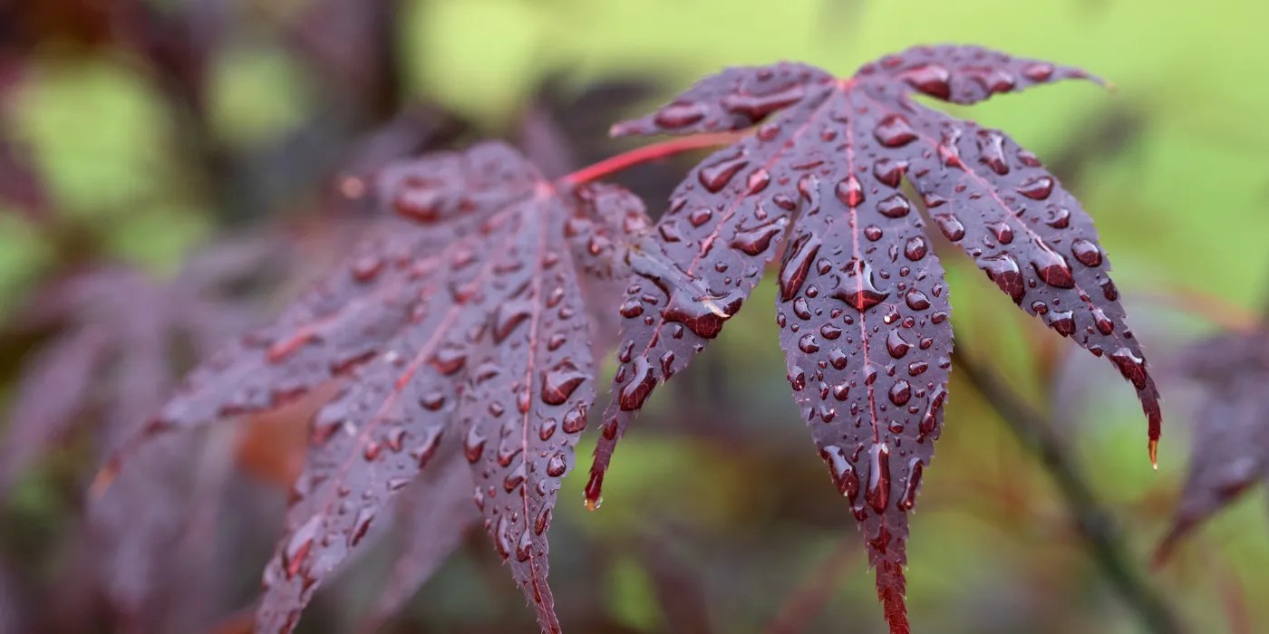 Red Japanese maple leaves with water on them
