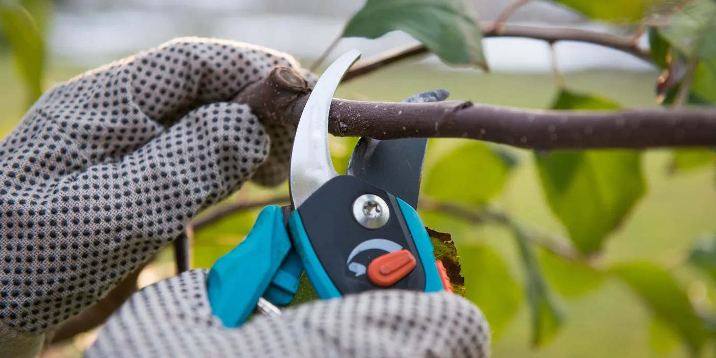 Hands holding shears for pruning a tree branch