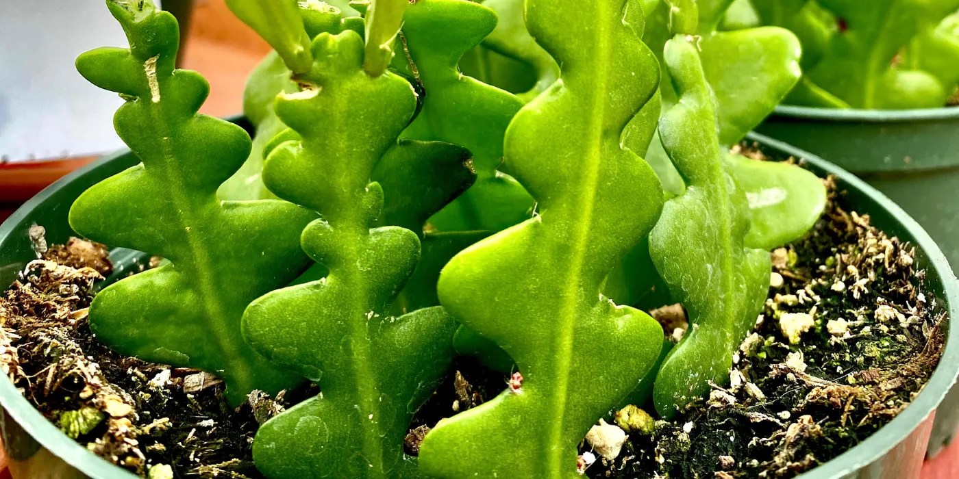 Newly planted fishbone cactus