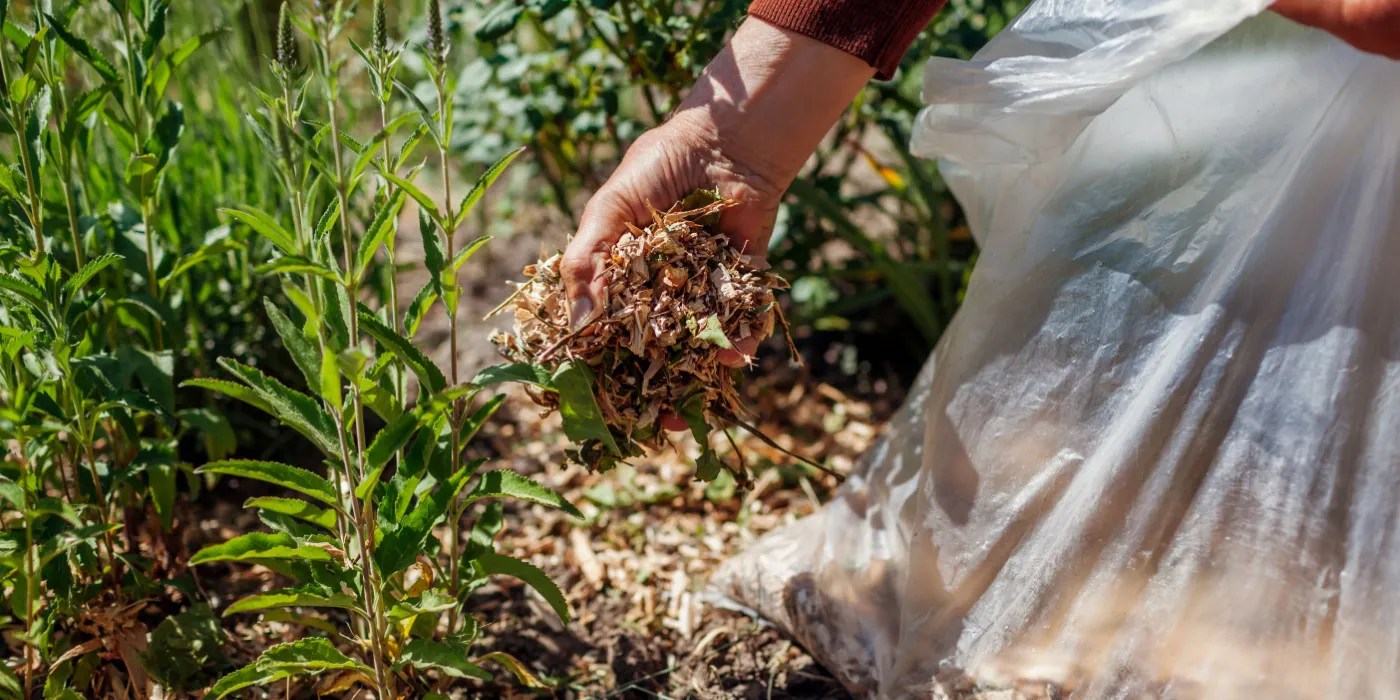 Using leaf mulch