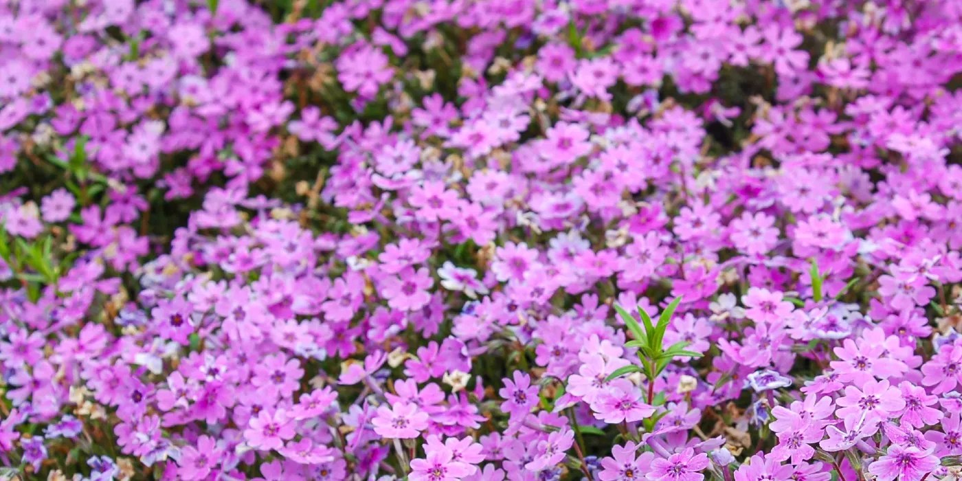 Creeping Thyme