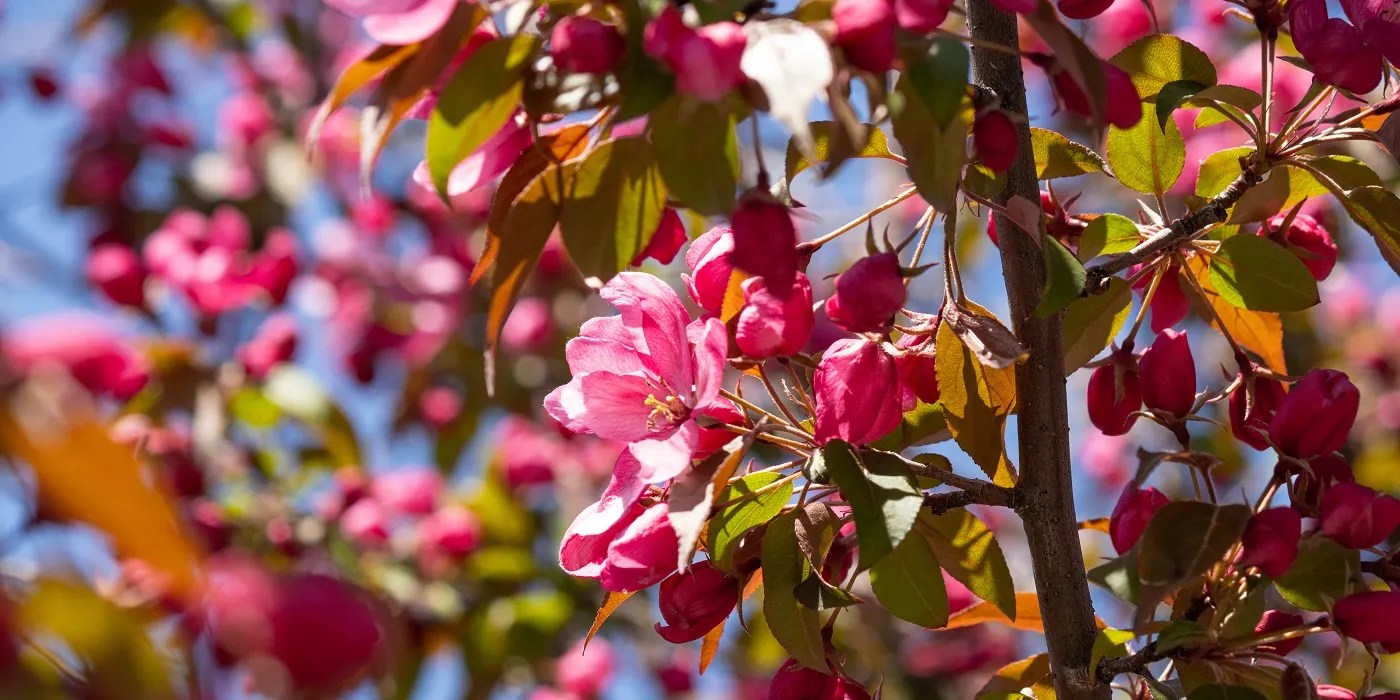 Flowering crabble tree in bloom