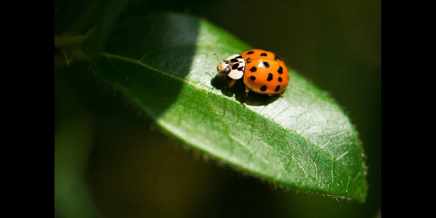 Ladybug sitting on a leaf