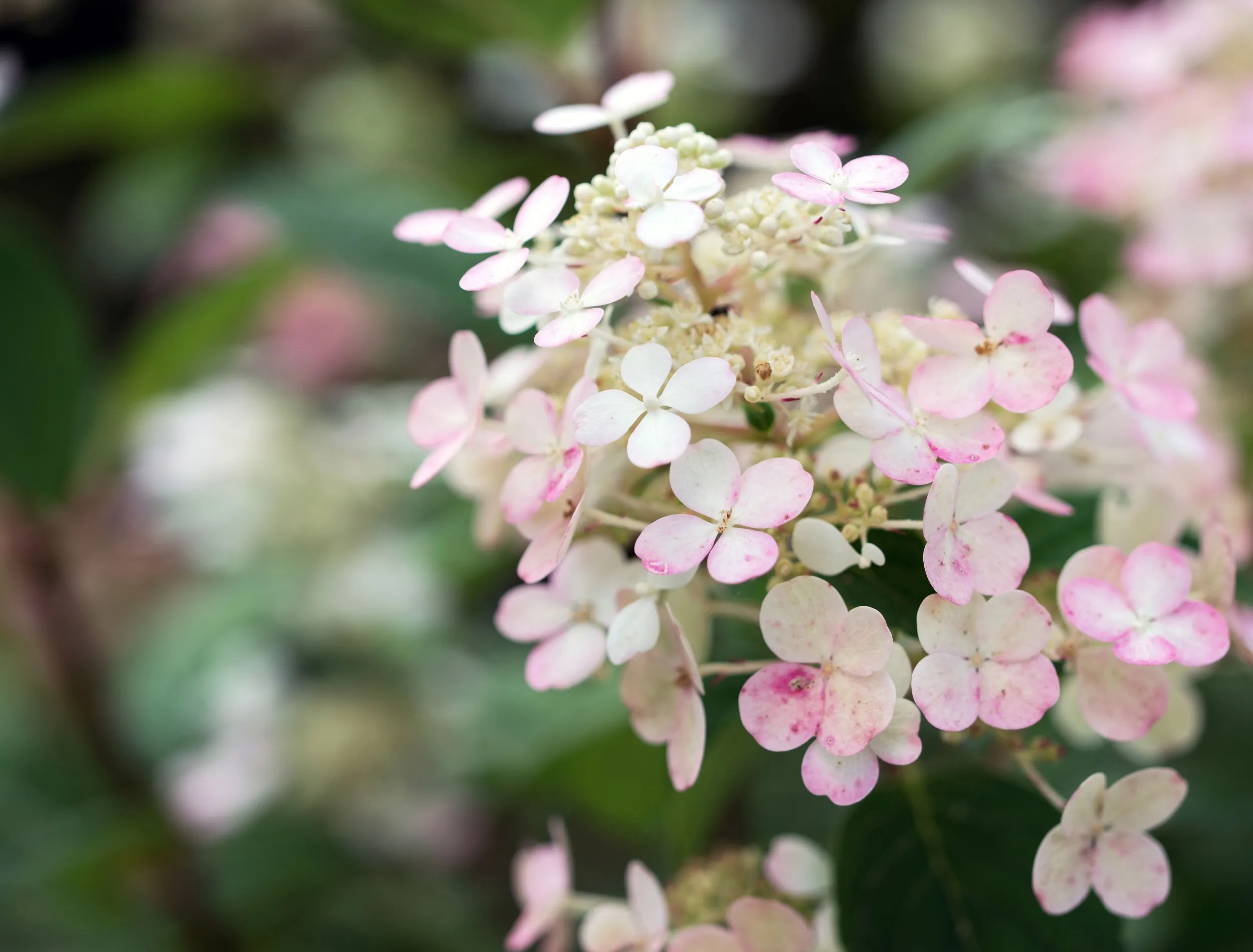 little quick fire hydrangea