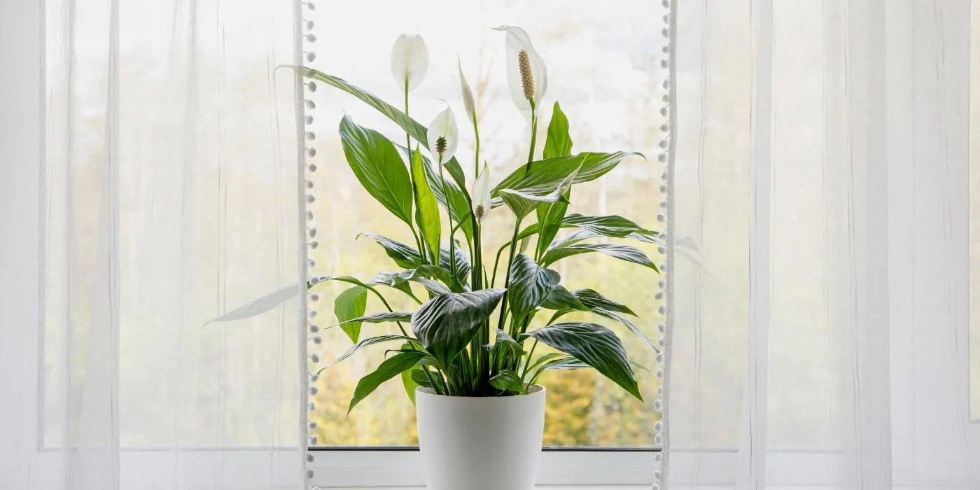 Peace lily on windowsill in the day time