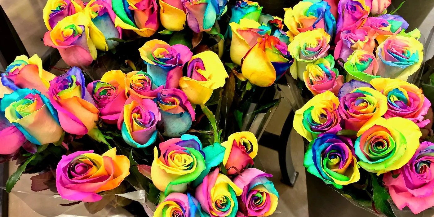 Rainbow roses