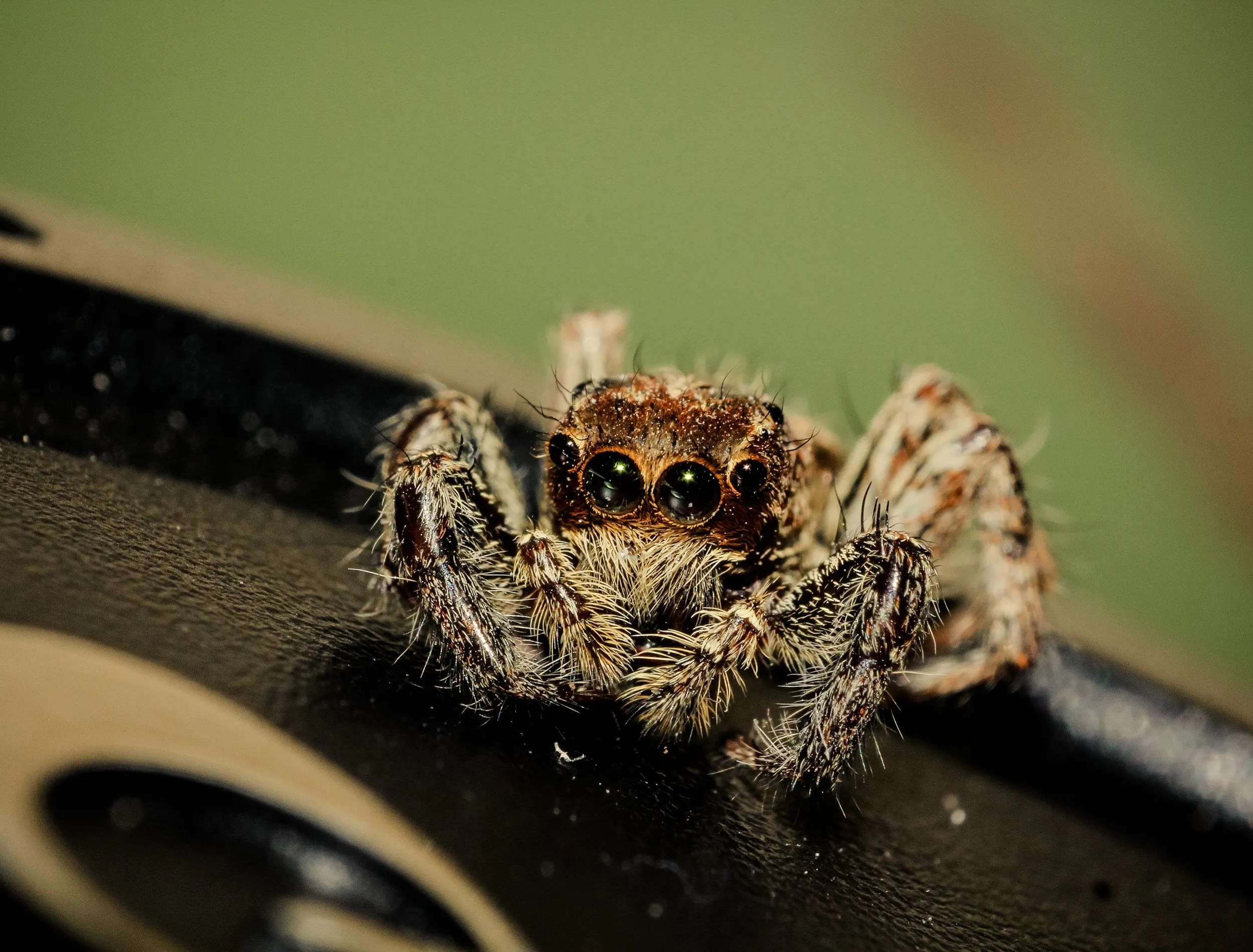 Spider close up
