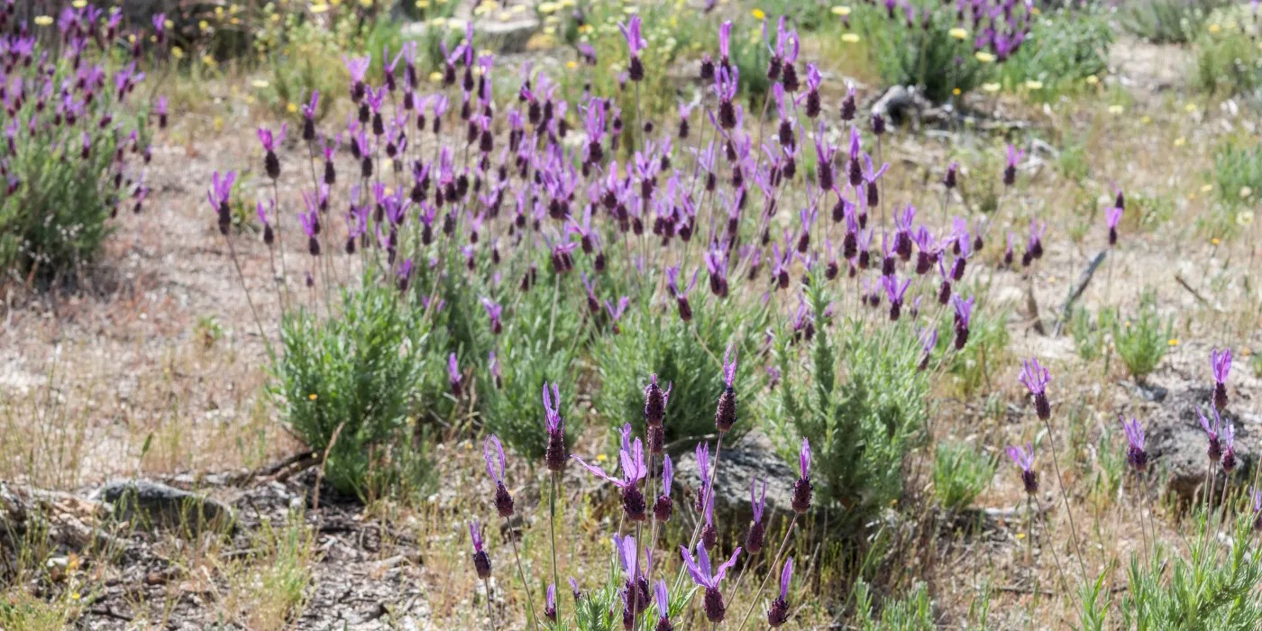 Mature Spanish lavender plant