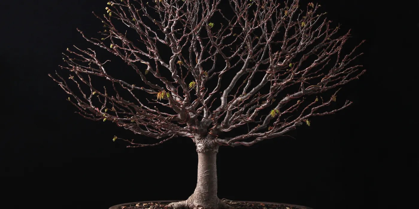 Bonsai elm during winter