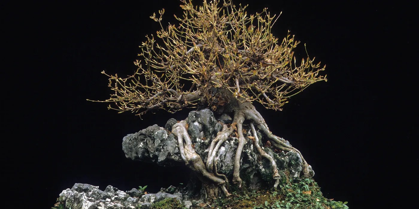 Overwintered bonsai tree