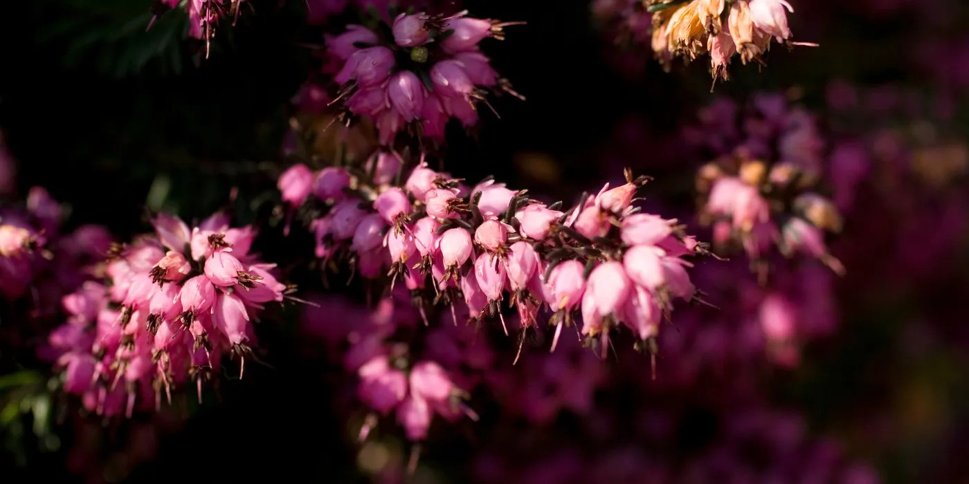 Winter heath in bloom