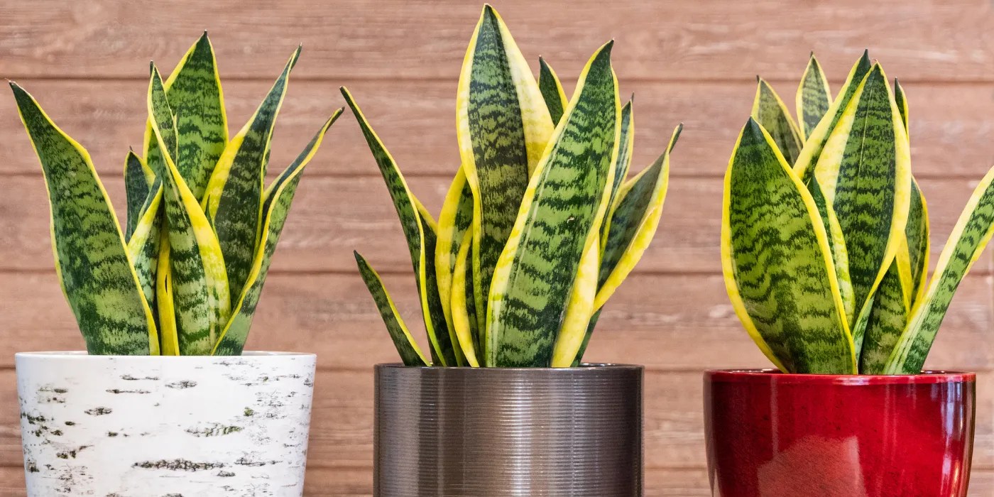 Three potted snake plants