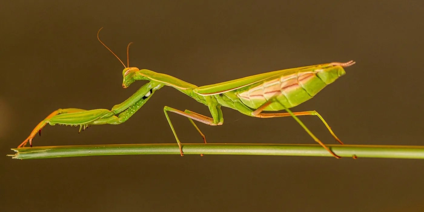 Praying mantis