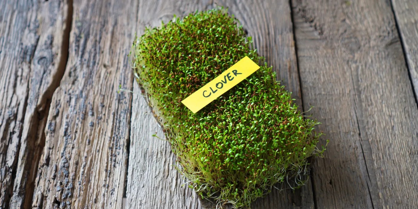 clover microgreens