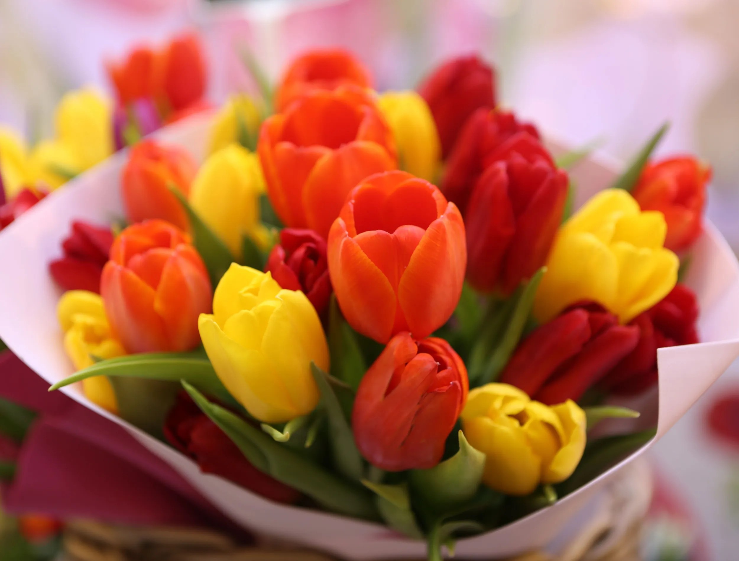 cluster of colorful tulips